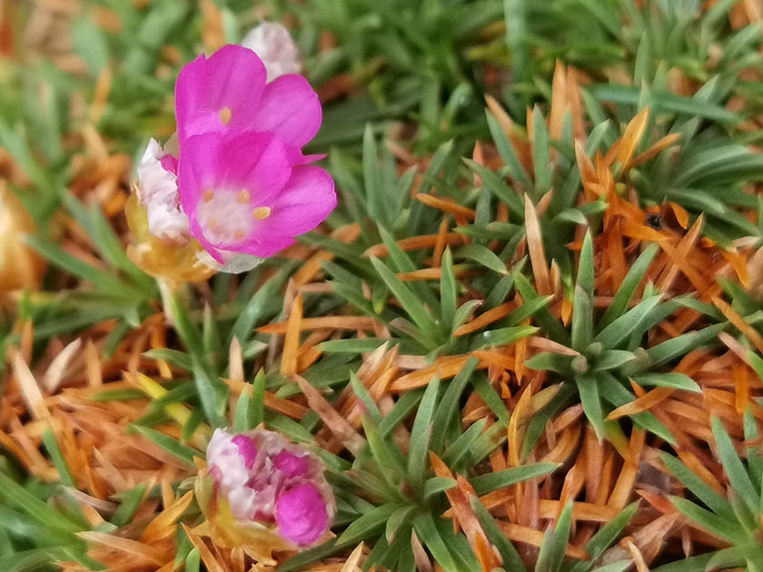 Armeria juniperifolia 'Drake's Deep Form'